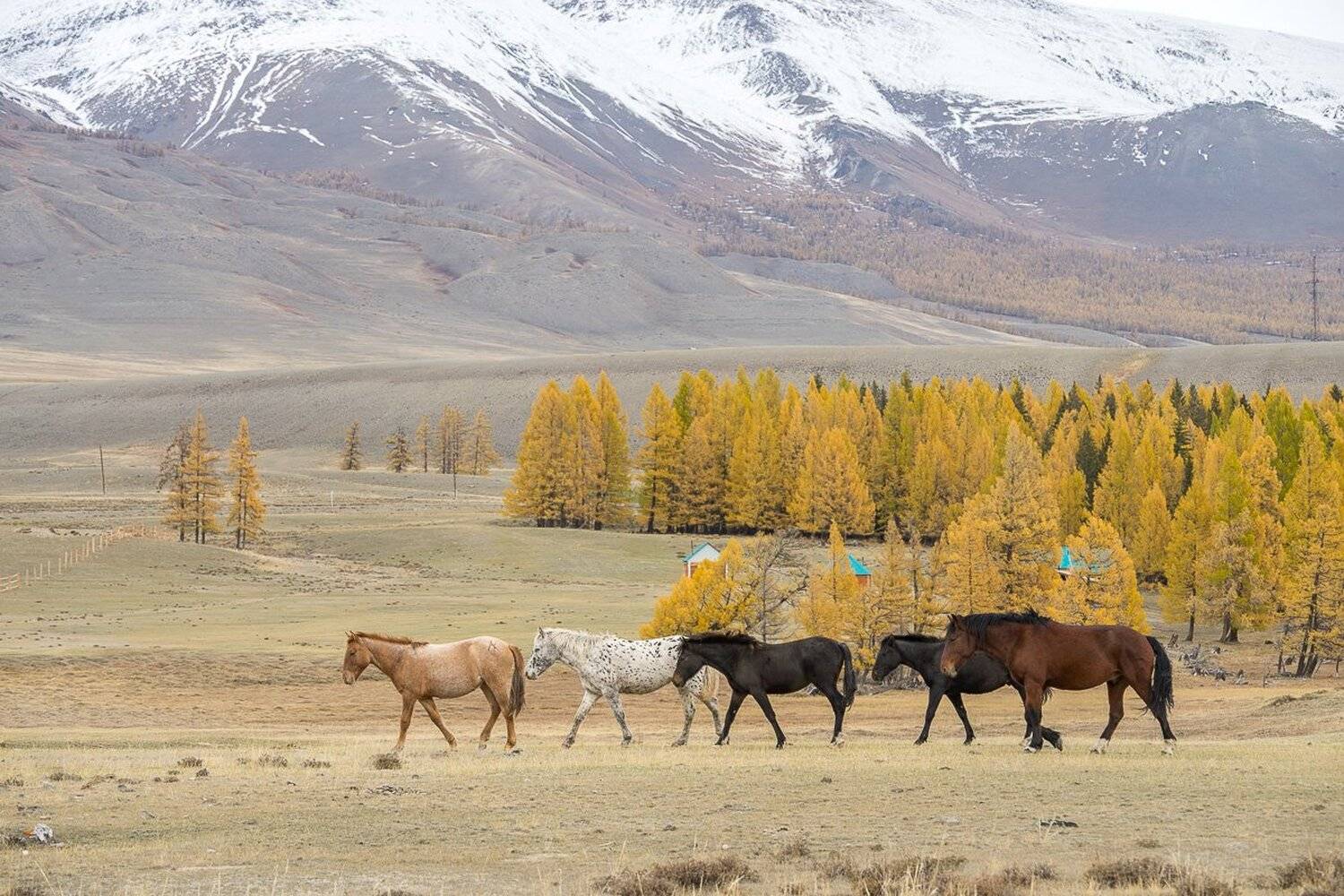 На Алтае. Автор: Алексей Вымятнин сибирь, алтай, лошадь, горы, осень, Алексей Вымятнин