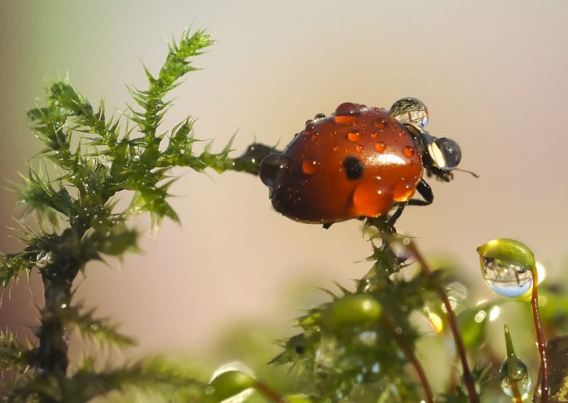 макро,божья коровка,капли Очкарикphoto preview