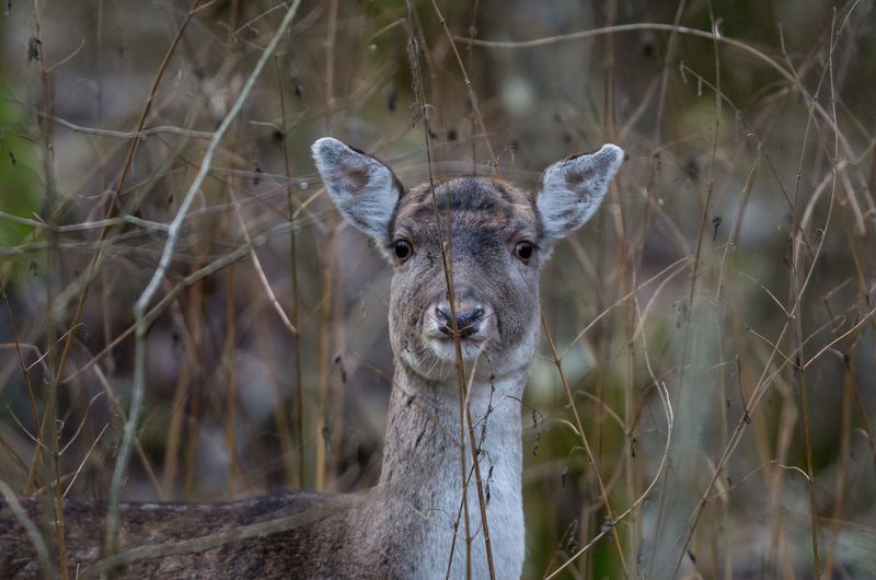 Лань.photo preview