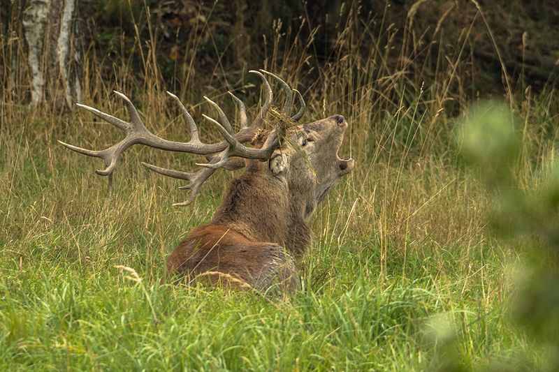 Cervus elaphusphoto preview