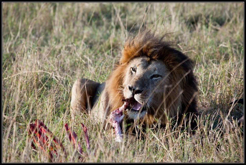 жизнь ТАКОВА САВАНСКАЯ  ЖИЗНЬ..... ПАРАЛЕЛЬ ЧЕЛОВЕЧЕСТВУ.....photo preview