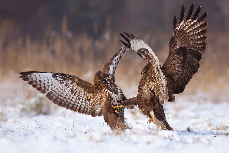 buteo, buzzard, wildlife, hide, winter, poland, snow, fight Fightphoto preview