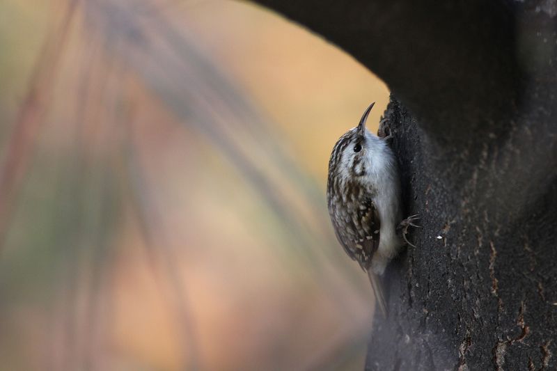 birds bird watchng eurasian treecreeper Eurasian treecreeperphoto preview
