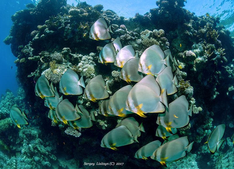 Batfish.photo preview