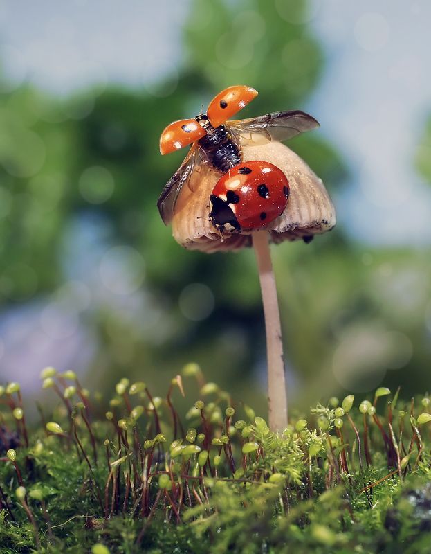 макро,божья коровка, Взлет разрешаюphoto preview