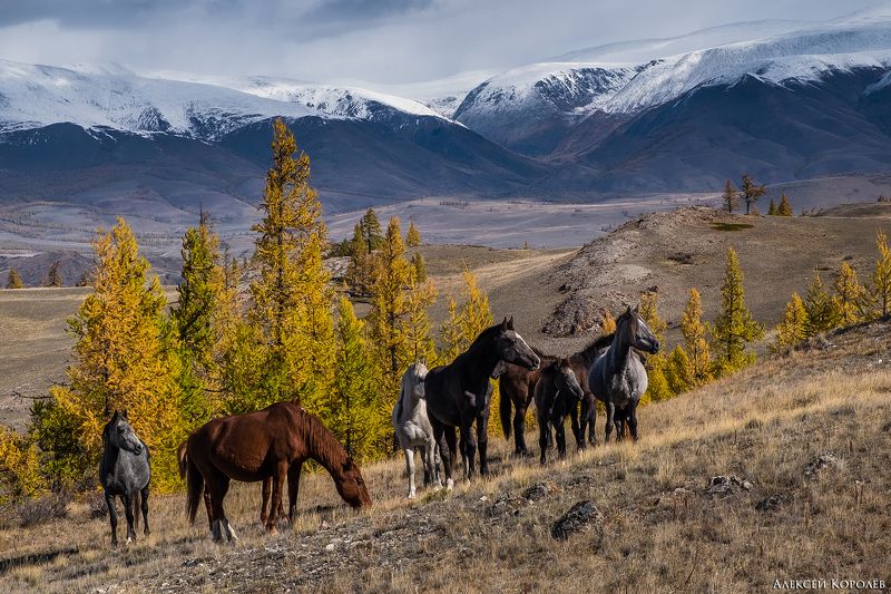 алтай, сибирь, россия, курайская степь, осень, горы, природа, пейзаж, лошади, животные, altai, siberia, russia, kurai steppe, autumn, mountains, nature, landscape, horses, animals Лошади Курайской степи 2photo preview