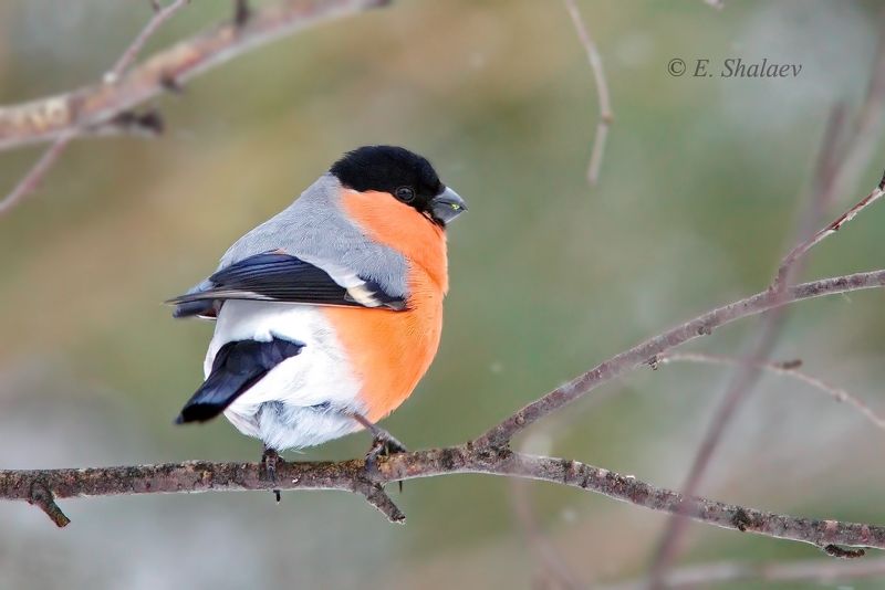 снегирь,pyrrhula pyrrhula,birds,птица,птицы,фотоохота Снегири.photo preview