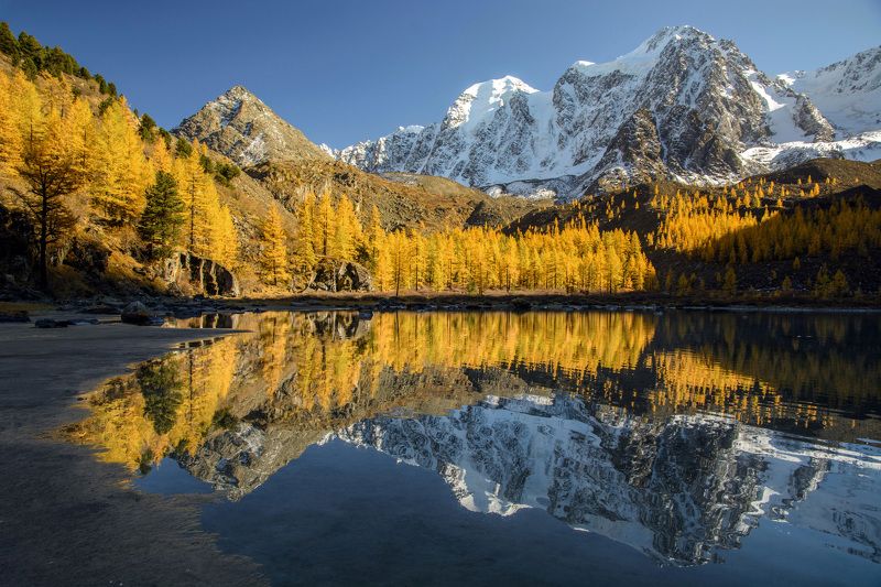 алтай,осень золото на голубомphoto preview