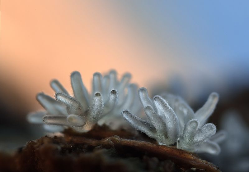 миксомицеты, цератиомикса кустарничковая Щупальцаphoto preview