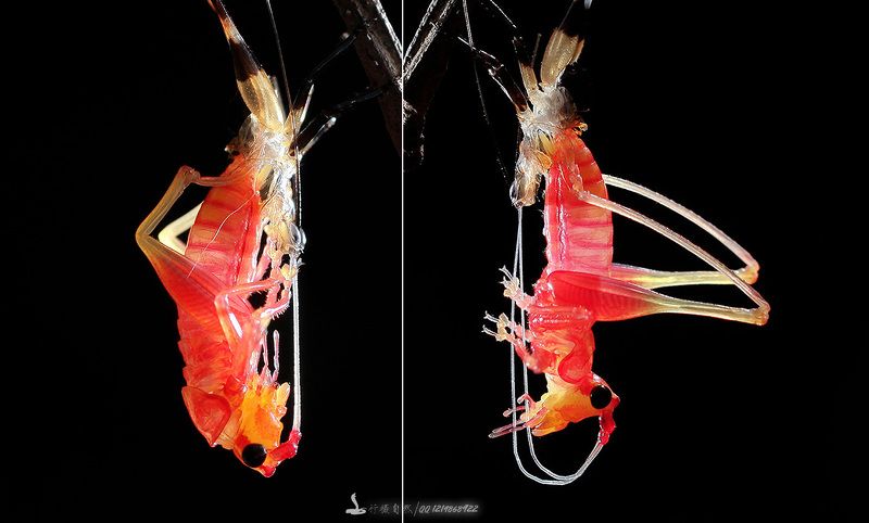 螽斯 蜕变photo preview