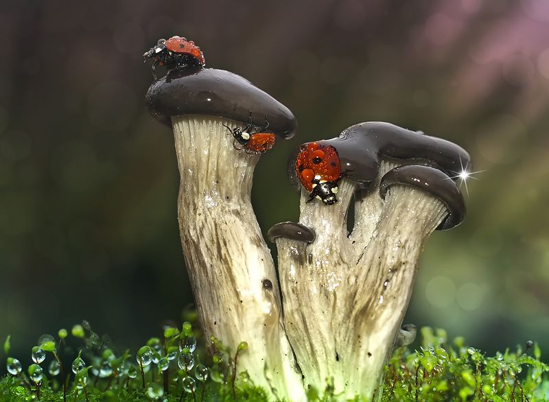 макро,божья коровка,капли Скалолазыphoto preview