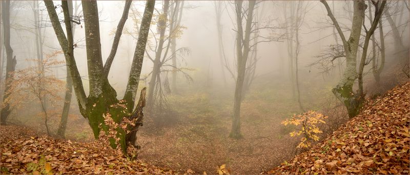 туман, осень, лес, панорама Волшебные туманы осени 3photo preview
