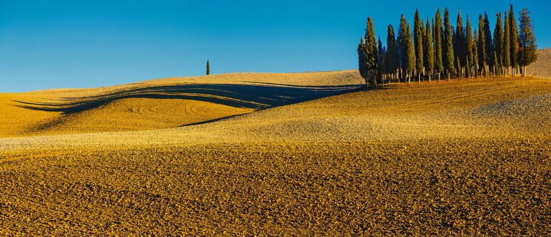 Тоскана Кипарисы Изгой Изгой.photo preview