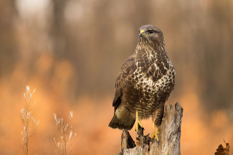 Канюкphoto preview