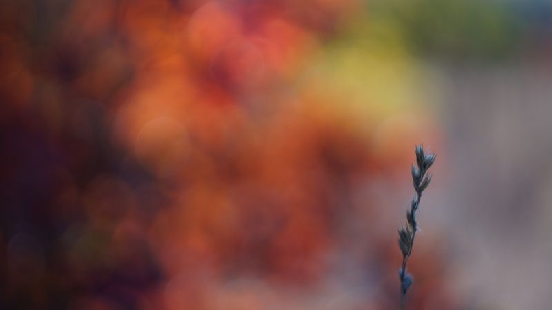 Краски осениphoto preview