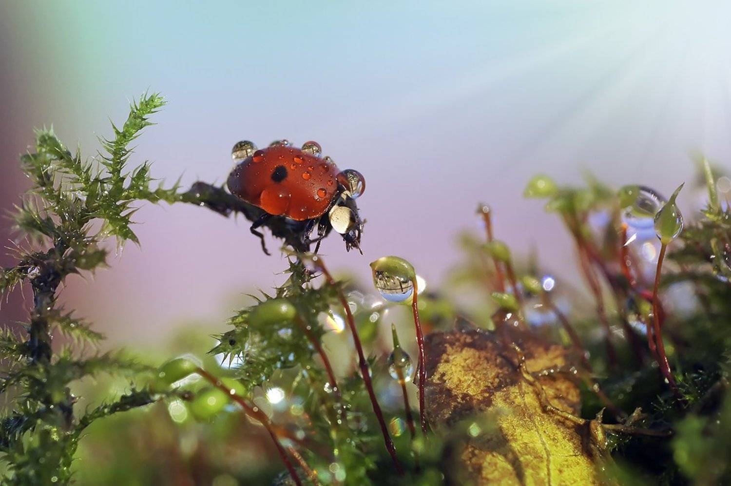 макро,божья коровка,капли, Гарик Соколов