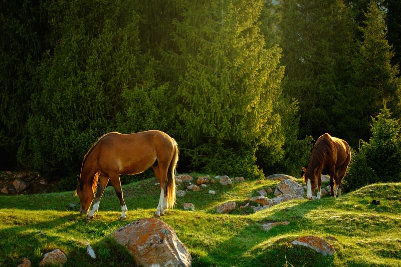 киргизия, азия, пейзаж, природа, весна, горы, ущелье, рассвет, лес, река, путешествие, лошадь, конь Утроphoto preview