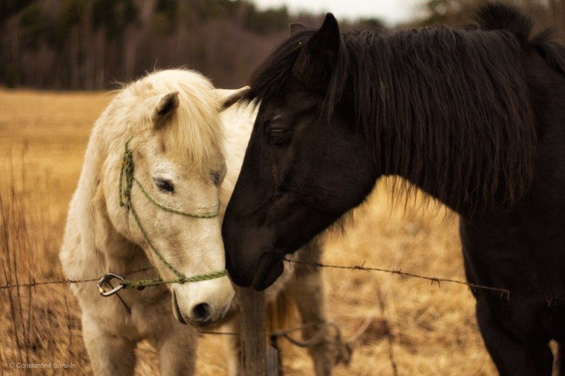 nature За колючей проволокойphoto preview
