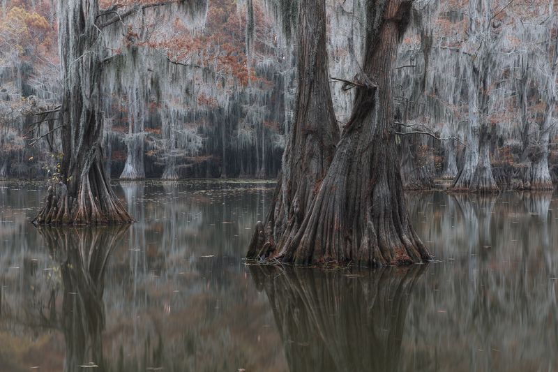 болото, кипарис, осень Мистическое...photo preview