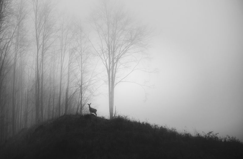 wildlife, landscape, black&white, nature, природа, пейзаж, animals, deer Wildlifephoto preview