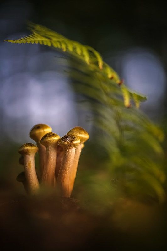 ГвОздикиphoto preview