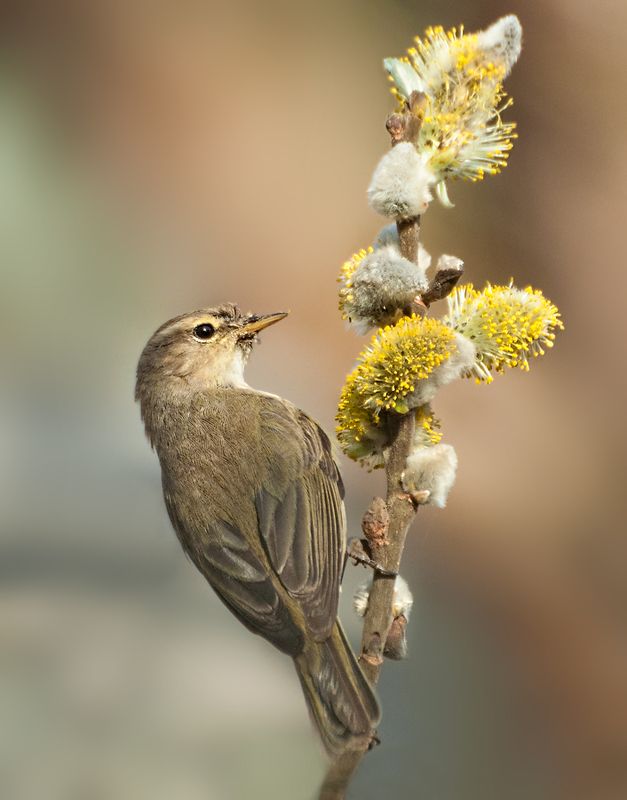 Весенний этюдphoto preview