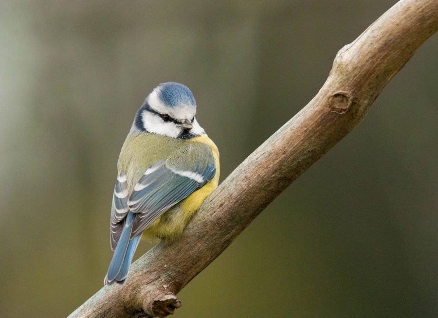 лазоревка, птицы,, Владимир Пакалевич