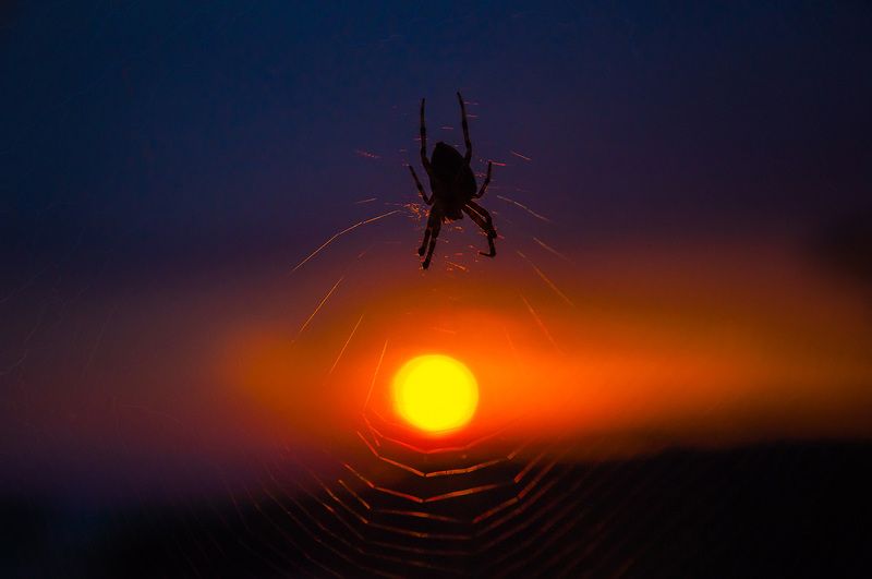 Marine sketchesphoto preview