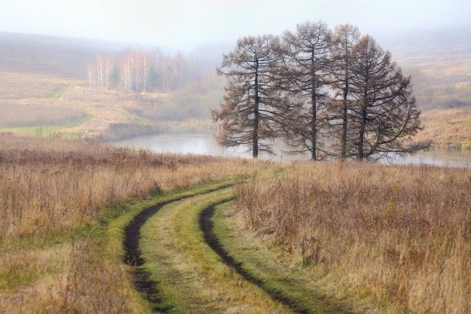 осень, ноябрь, поле, посадки, туман, 5d, 100-300mm, Лопухов Сергей