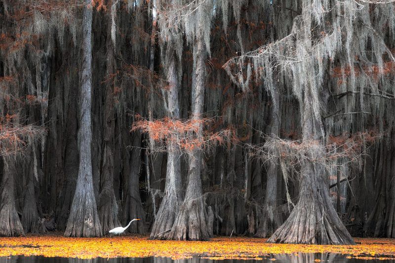 us, texas, #мояамерика, swamps, cypresses, egret, цапля гуси-лебеди мои..photo preview