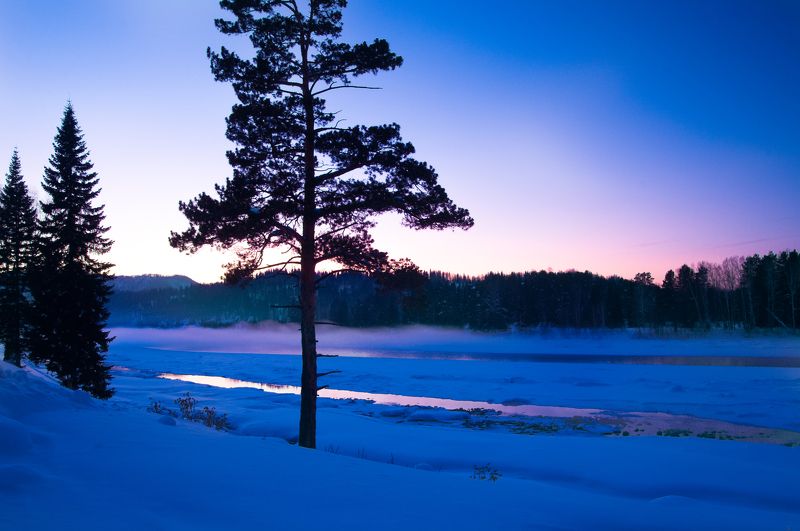зима, вечер, закат, сосна Одиночествоphoto preview