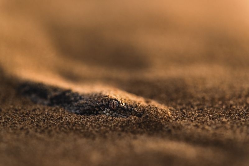 Житель песковphoto preview