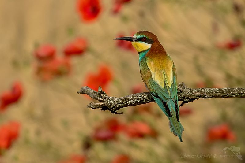 Merops apiaster Merops apiasterphoto preview