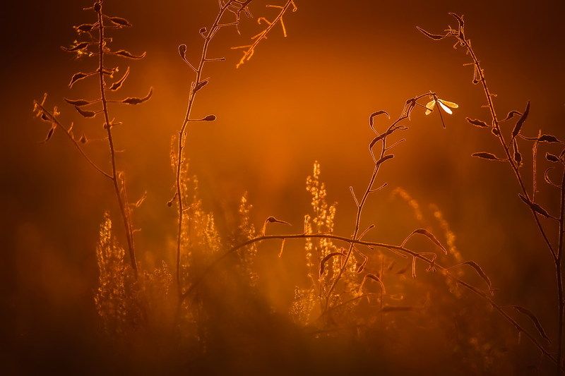 В стране Восходящего Солнцаphoto preview