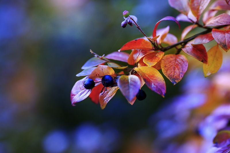 Осенний ноктюрнphoto preview