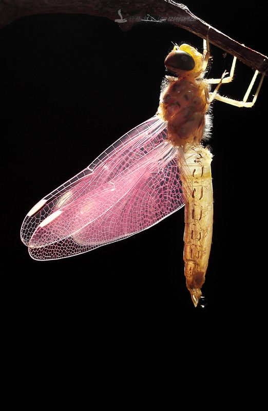 蜻蜓 羽化photo preview