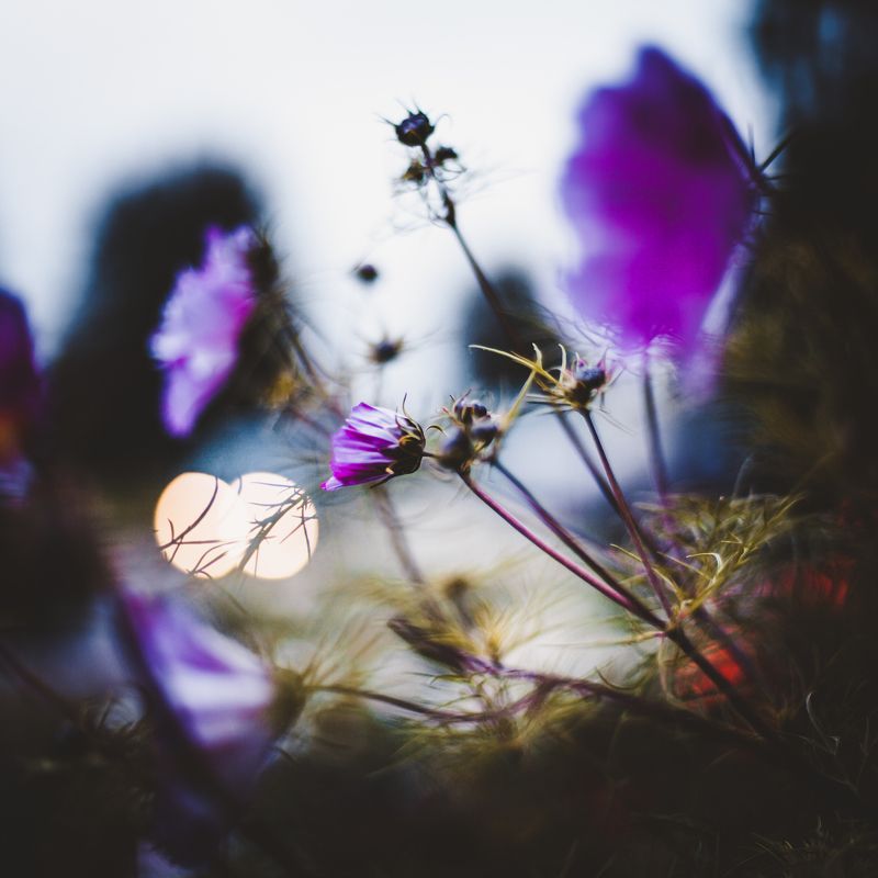 осень, цветы, боке Осеннеphoto preview