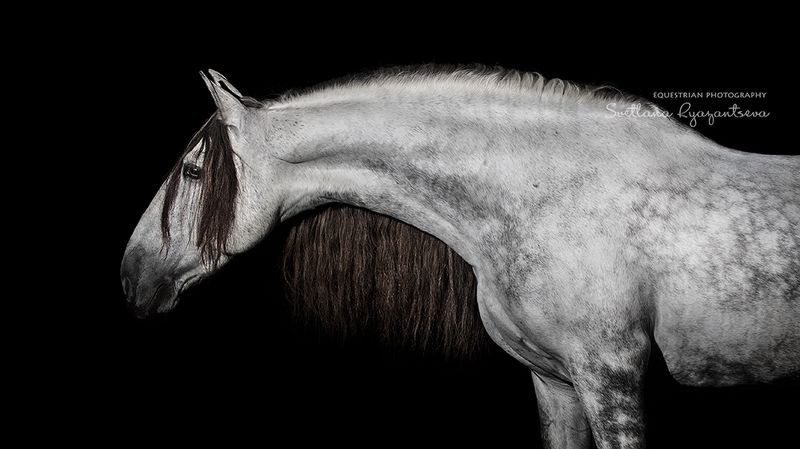 horse, лошадь, лошади, details, portrait Испанецphoto preview