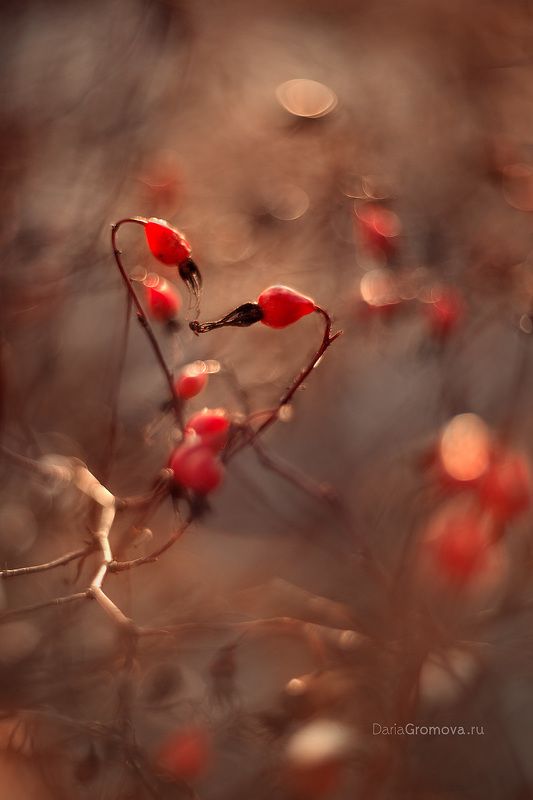боке, ручной обьектив, мануальная оптика, фотограф, фотосессия, натюрморт, фото, блики, цветы, гелиос, макро, Сердце осениphoto preview