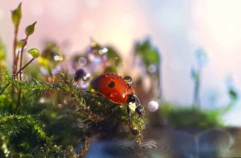 макро,божья коровка,капли Сквозь леса и болотаphoto preview