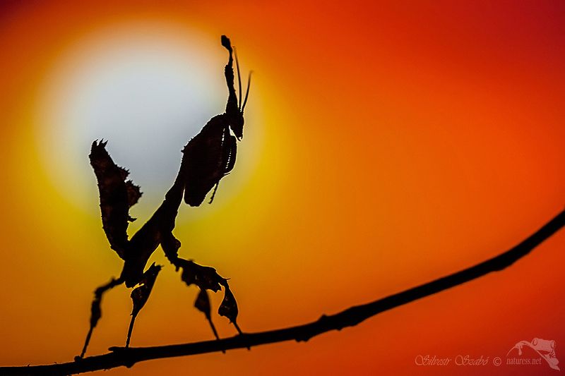 kudlankaphoto preview