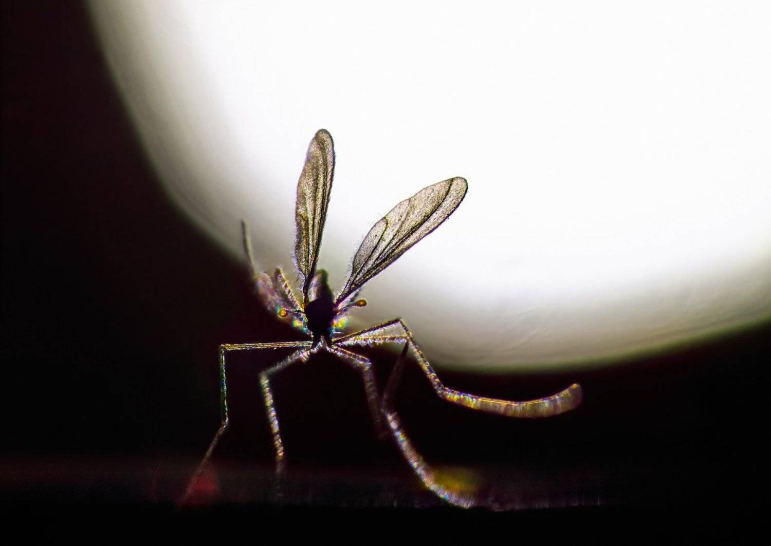 , Валерия Зверева