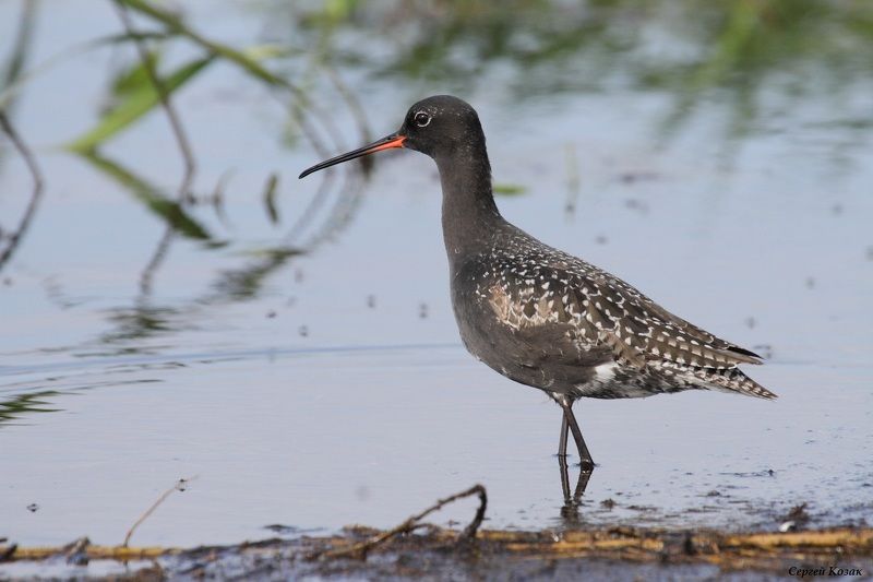 Исследующий отмель. Щеголь в пойме р.Припятьphoto preview