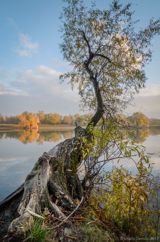 дерево, осень, утро, штиль, отражения Sphoto preview