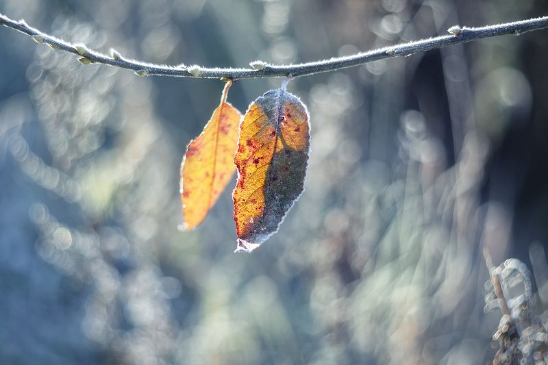 Листьяphoto preview