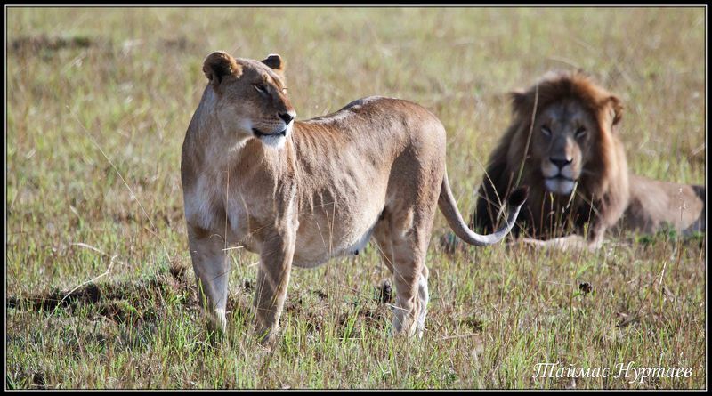 царское ПРО ЛЮБОВЬ... НЕ ЦАРСКОЕ ЭТО ДЕЛО.... НО НЕ КУДА НЕ ДЕНЕШСЯ....photo preview