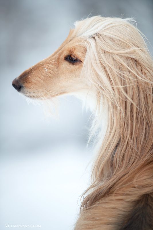 афганская борзая, собака, зима, изгиб Грацияphoto preview