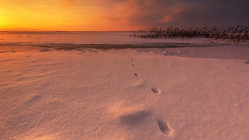 закат, пейзаж, водохранилище, Рыбинск, следы, снег, тростник, небо По следам photo preview