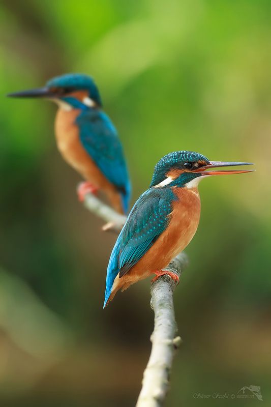 Alcedo atthisphoto preview