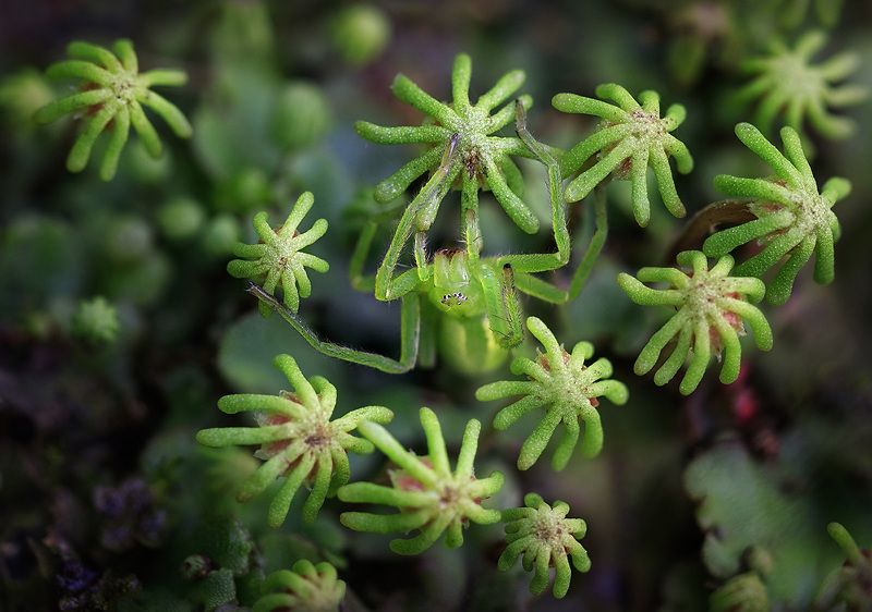 Чунга-чанга. Вид сверху.photo preview